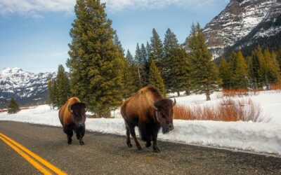 Is Yellowstone National Park Dangerous?