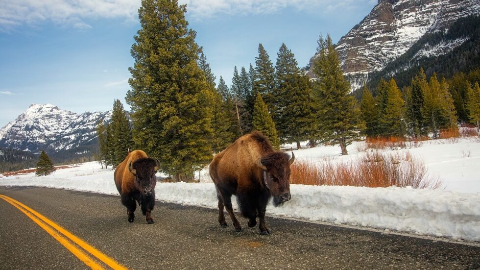 Is Yellowstone National Park Dangerous? - Explore Wyoming