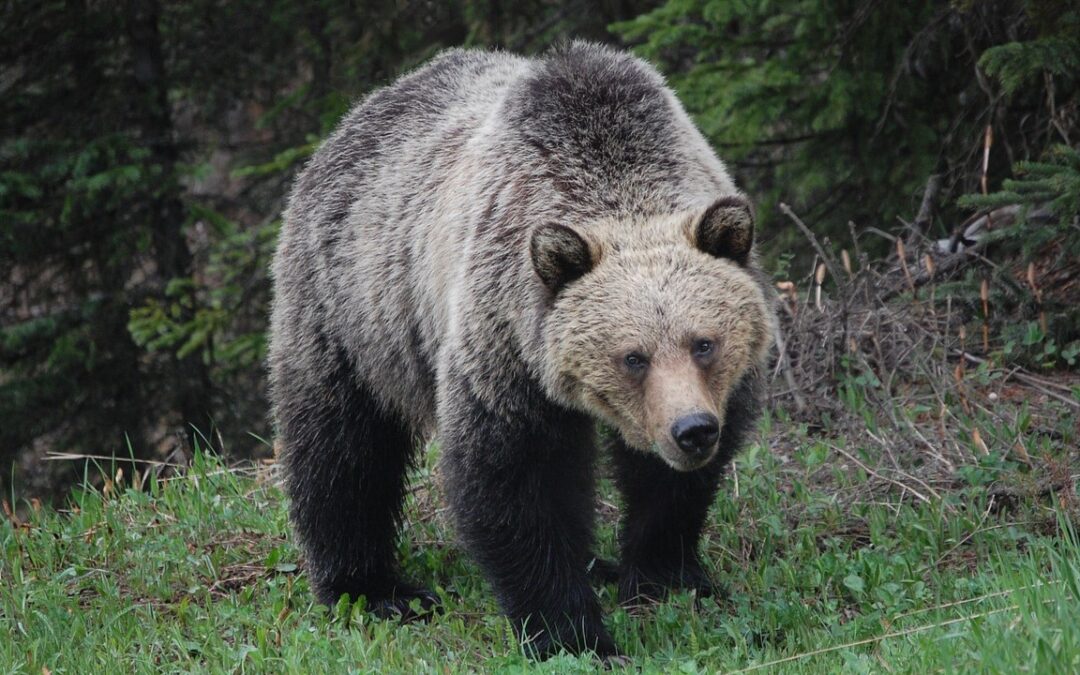 How to Identify a Grizzly Bear From a Black Bear