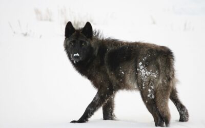 How to Go Wolf Watching in Yellowstone Park